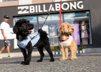 BILLABONGから日本発となるドッグウエアがリリース！ 4月25日（土）、七里ヶ浜のPacific DRIVE-INでローンチイベントを開催